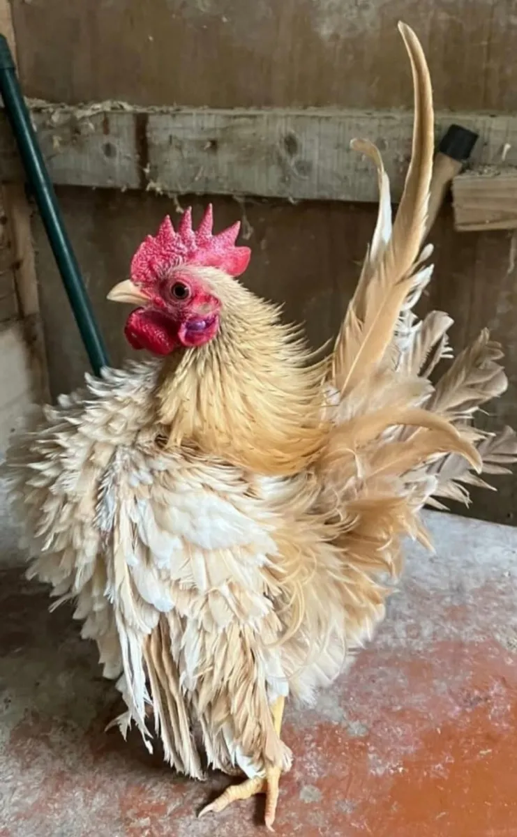 Poultry - Image 1