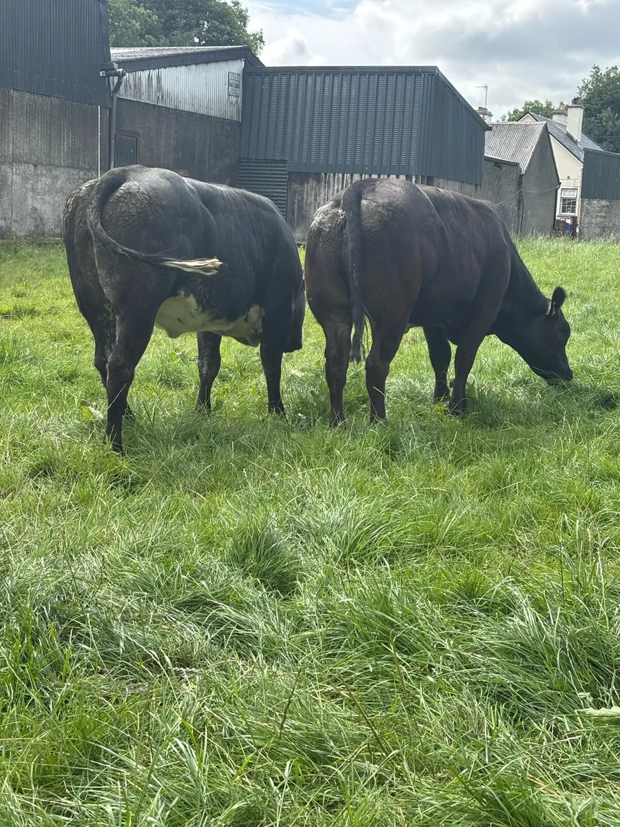 4 Super Heifers - Image 2