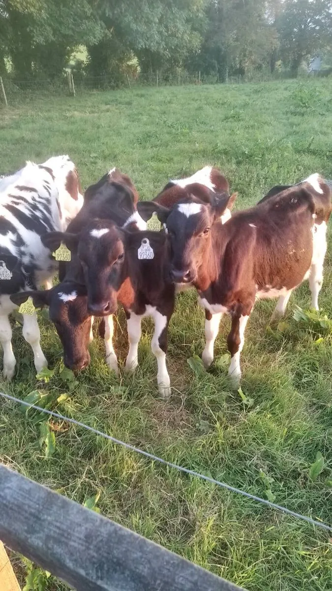 Fr heifer calves - Image 2