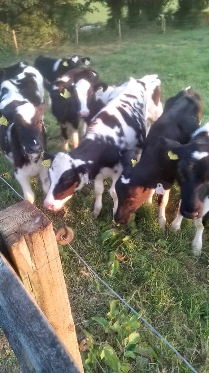 Fr heifer calves - Image 3