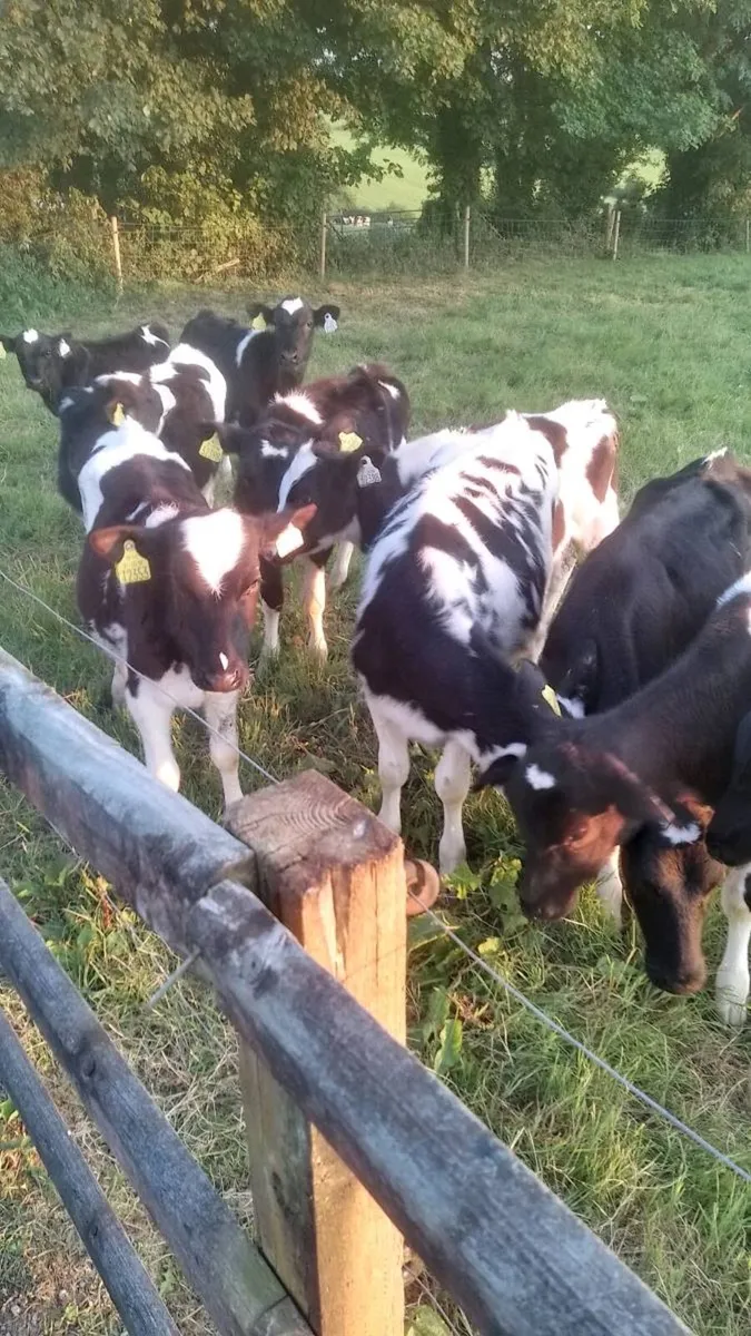 Fr heifer calves - Image 1