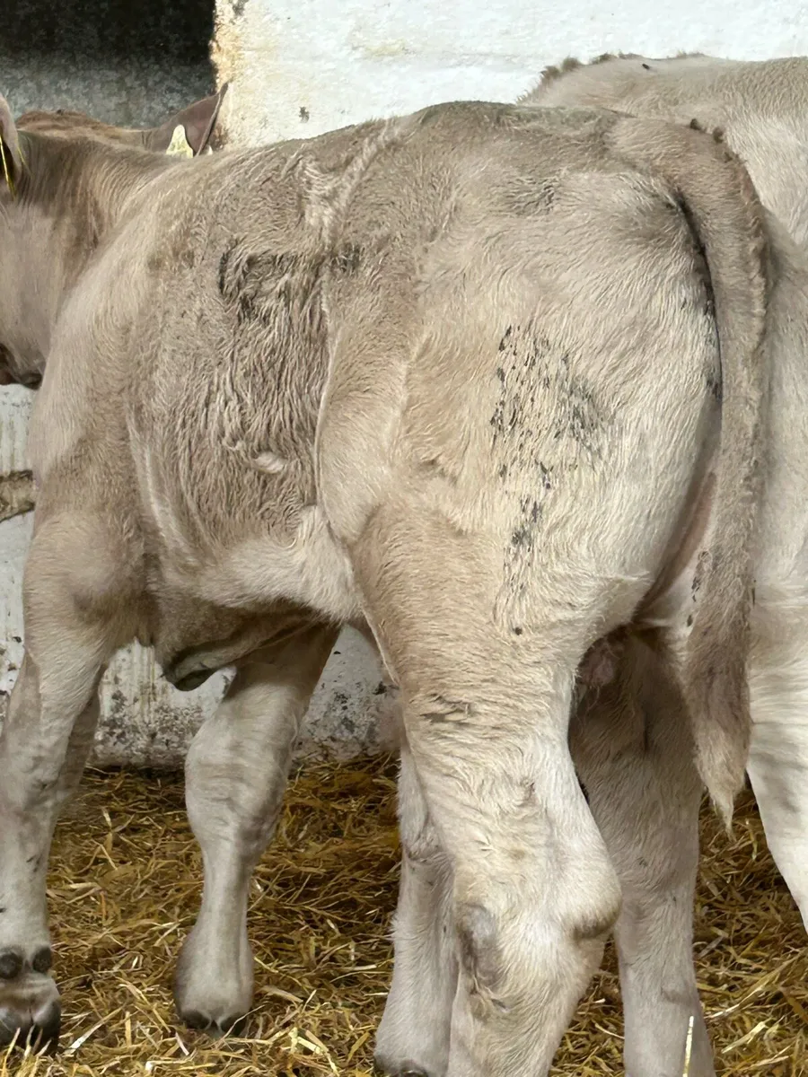 5 TOP QUALITY CONTINENTAL BULL RUNNERS - Image 2