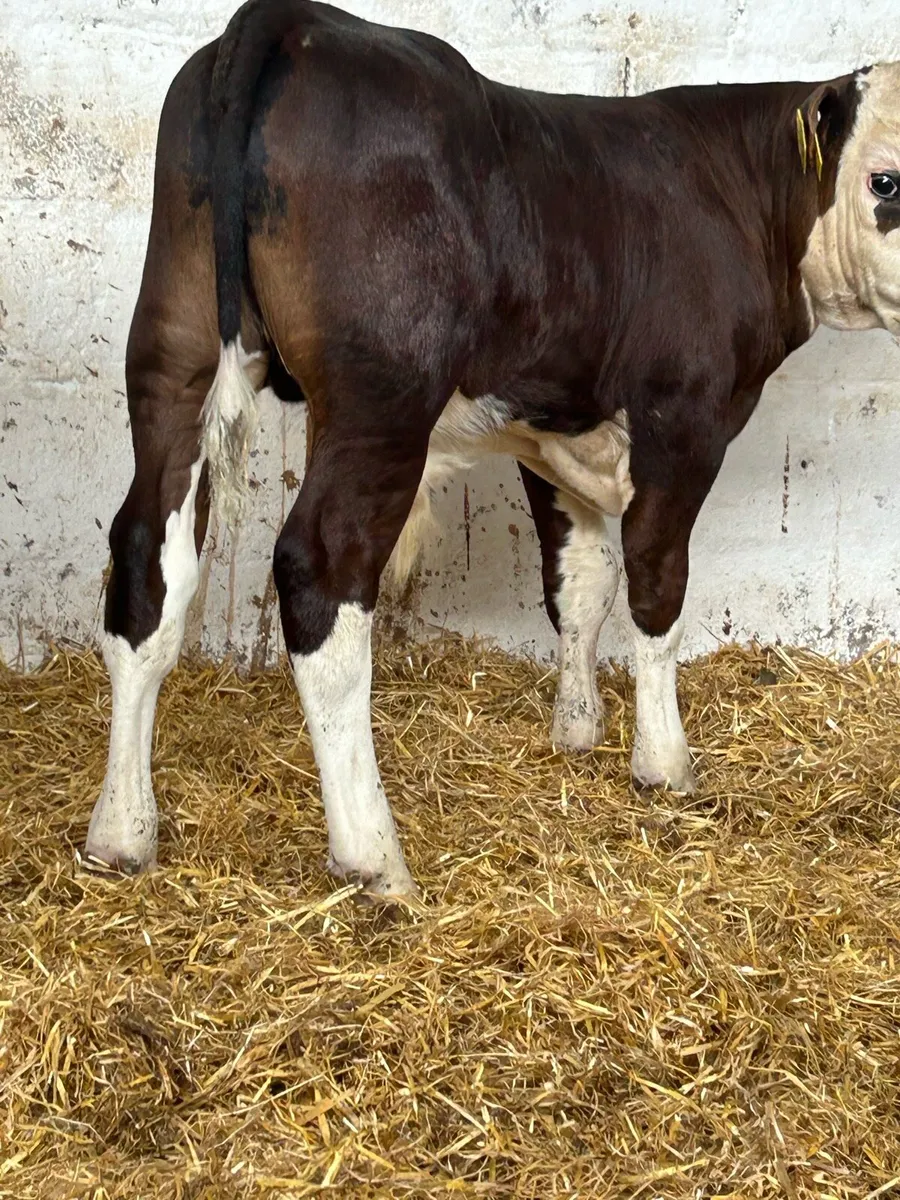 5 TOP QUALITY CONTINENTAL BULL RUNNERS - Image 3