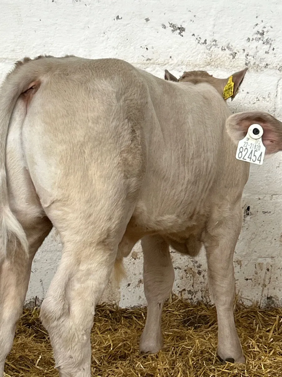 5 TOP QUALITY CONTINENTAL BULL RUNNERS - Image 1