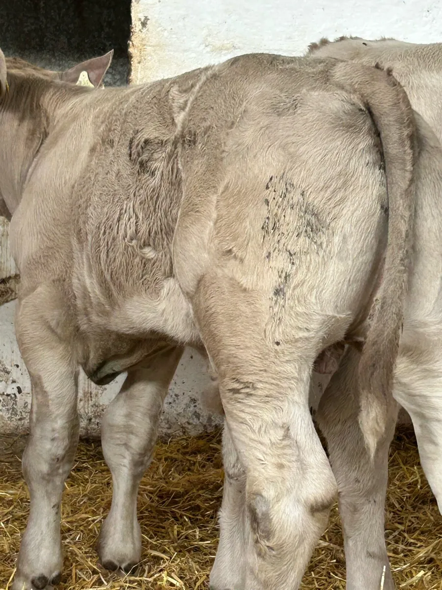 5 TOP QUALITY CONTINENTAL BULL RUNNERS - Image 4
