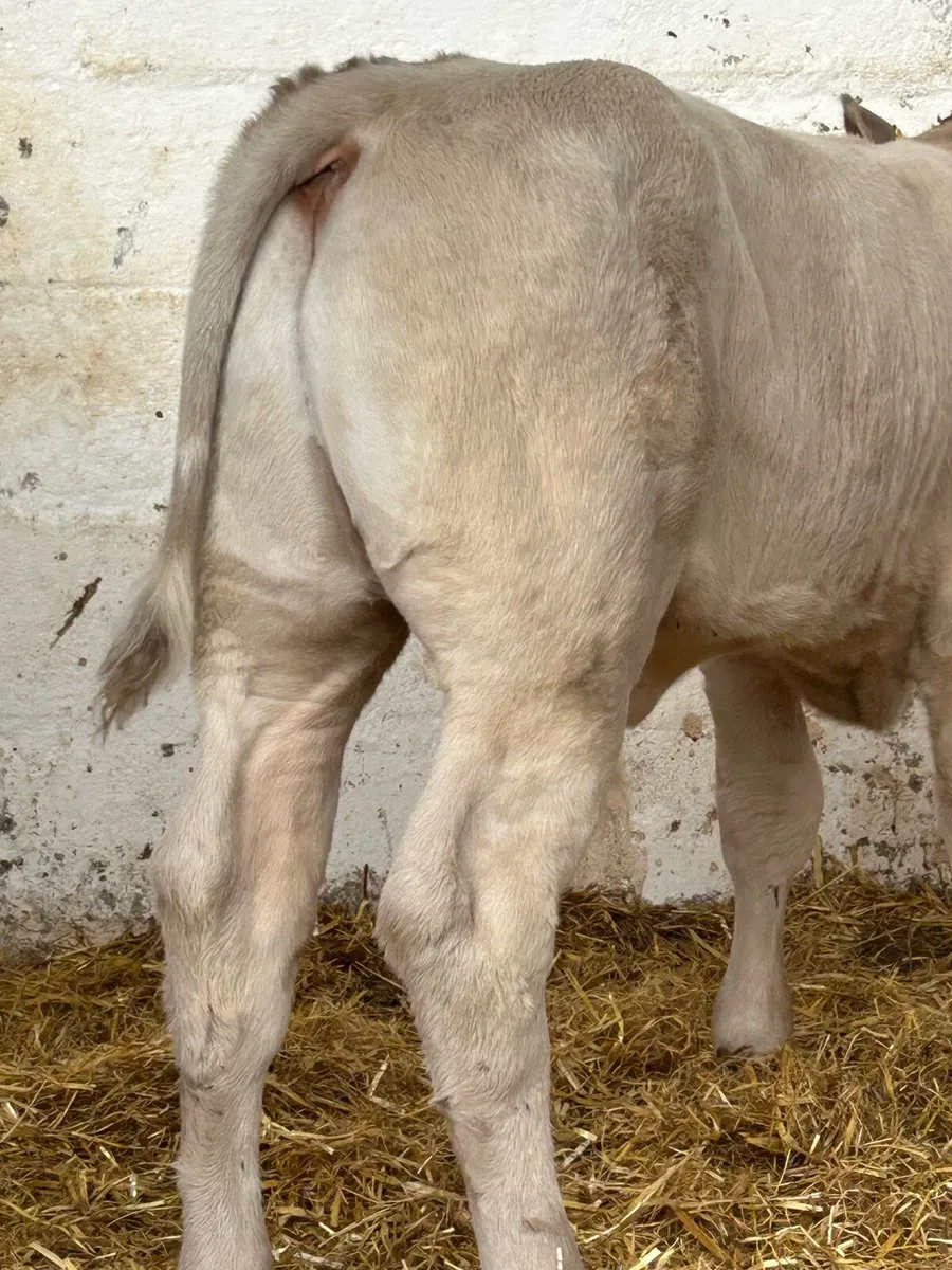 5 TOP QUALITY CONTINENTAL BULL RUNNERS - Image 1