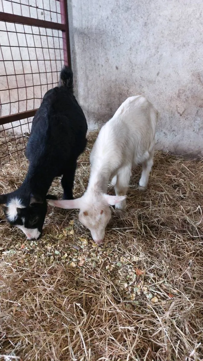 Pygmy kids goats - Image 1