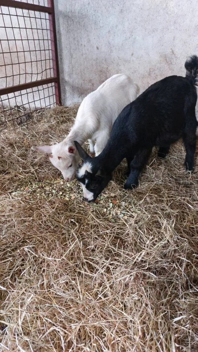Pygmy kids goats - Image 2