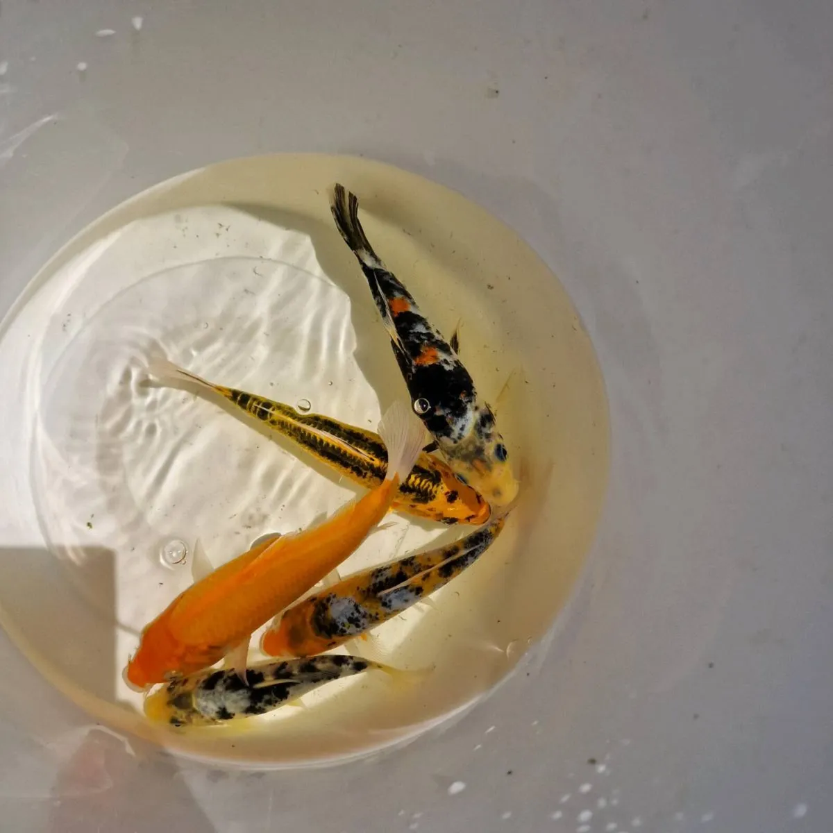 Japanese Koi Fish - Image 2