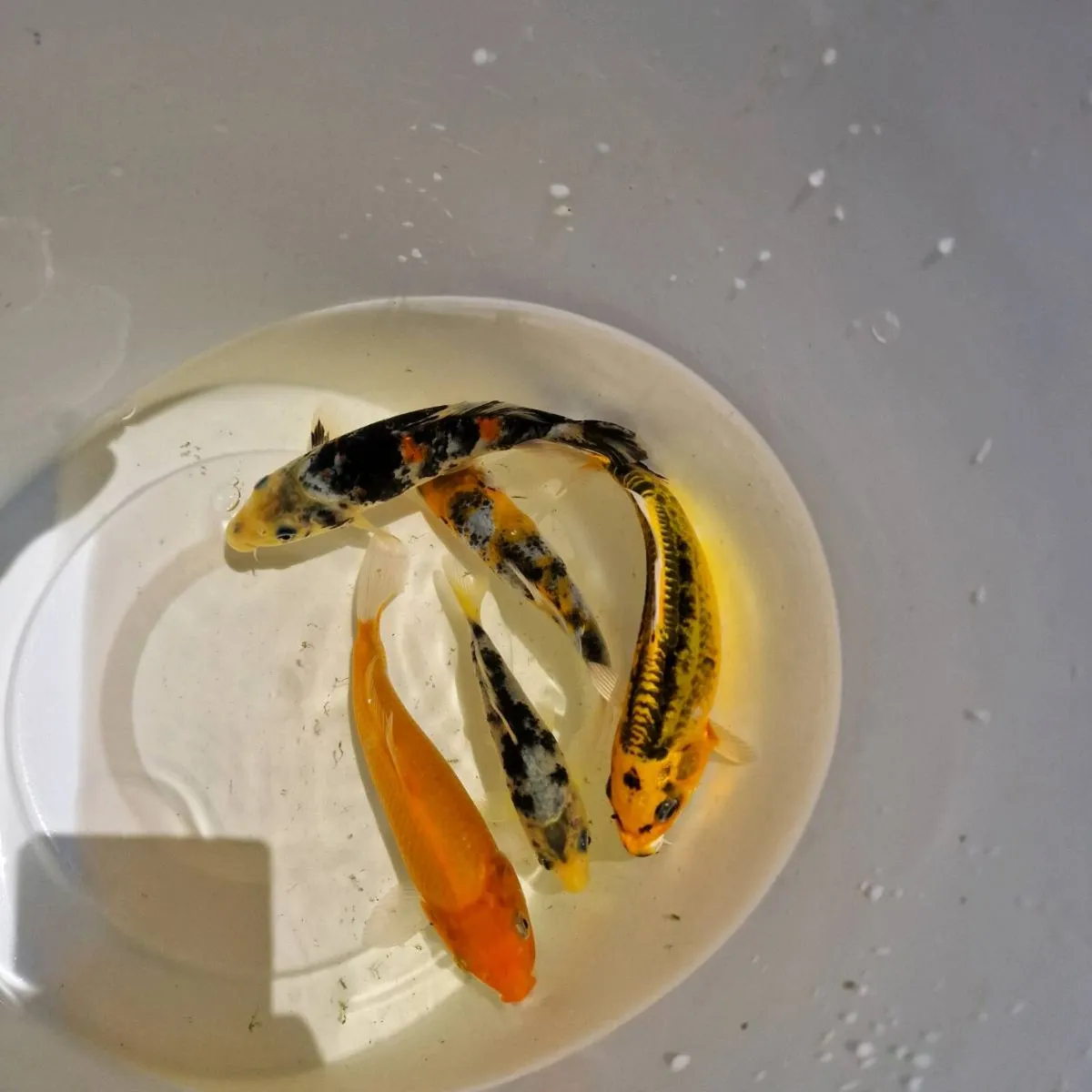 Japanese Koi Fish - Image 3