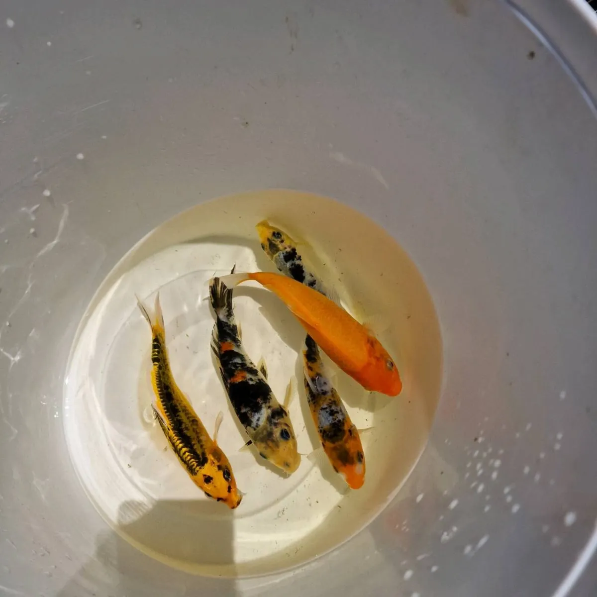 Japanese Koi Fish - Image 1