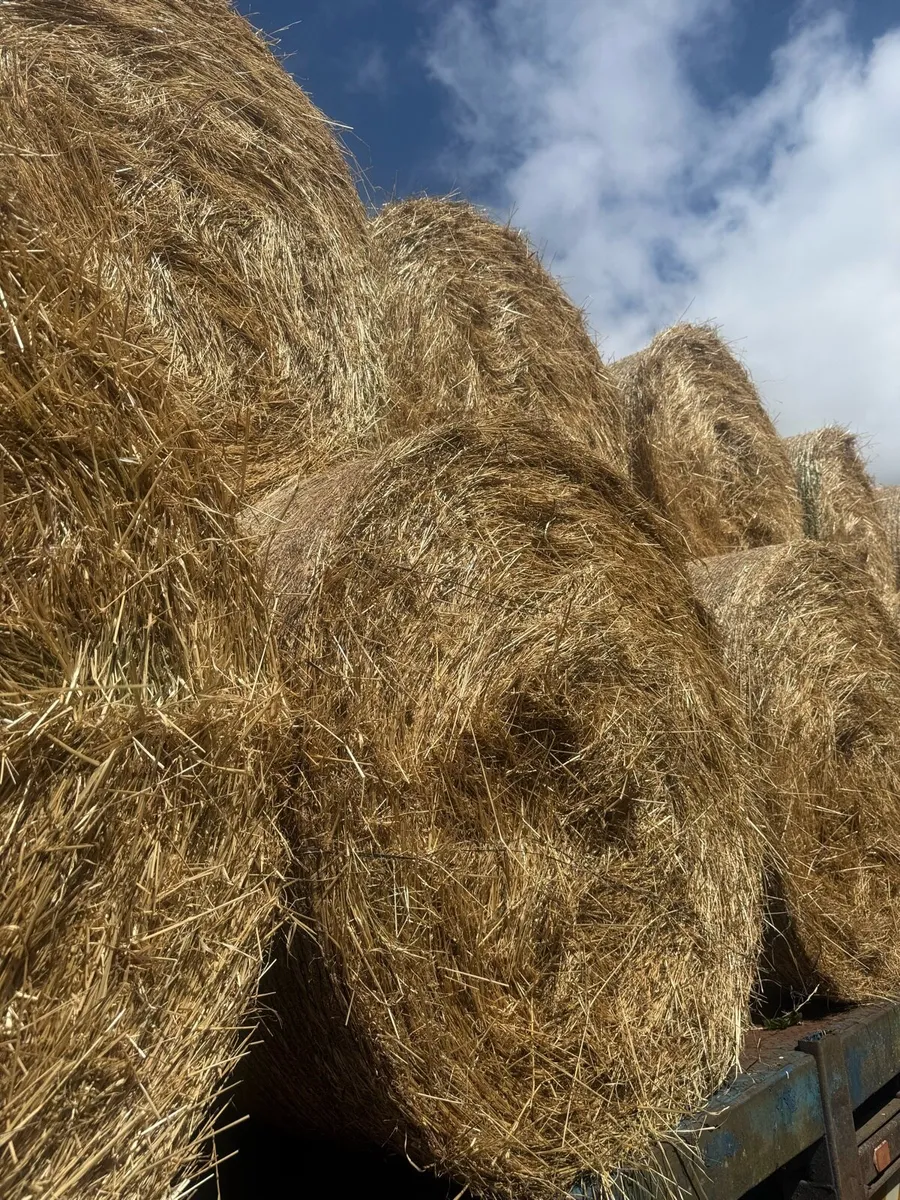 Horse hay - Image 1