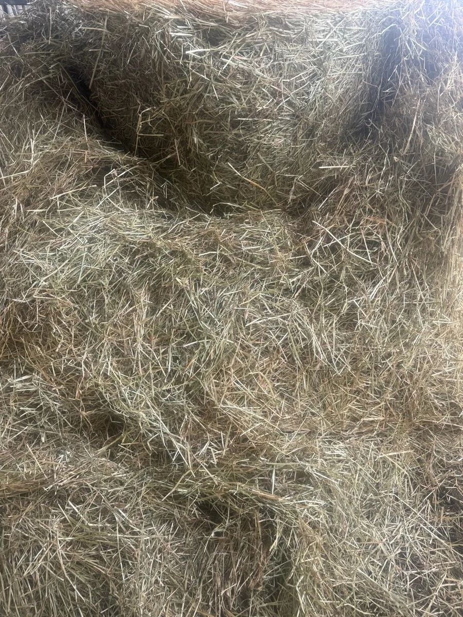 Horse hay - Image 2