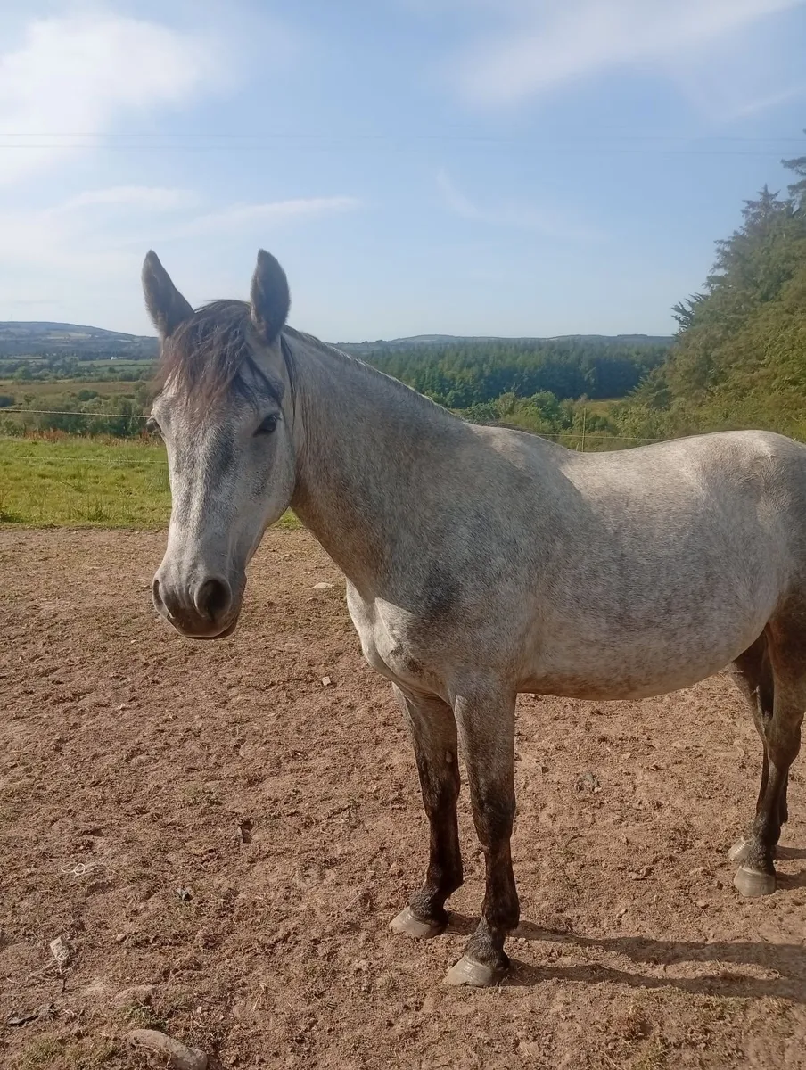 3 year old conemara gelding - Image 4