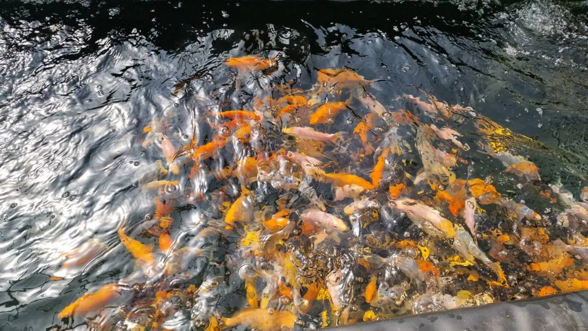 Japanese Koi Fish - Image 4