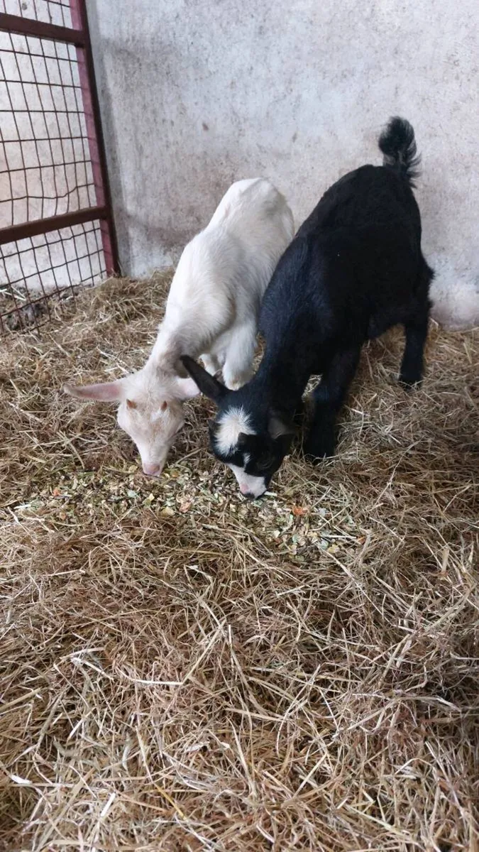 Pygmy kids goats - Image 3