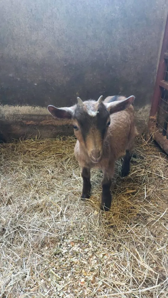 Pygmy kids goats - Image 4