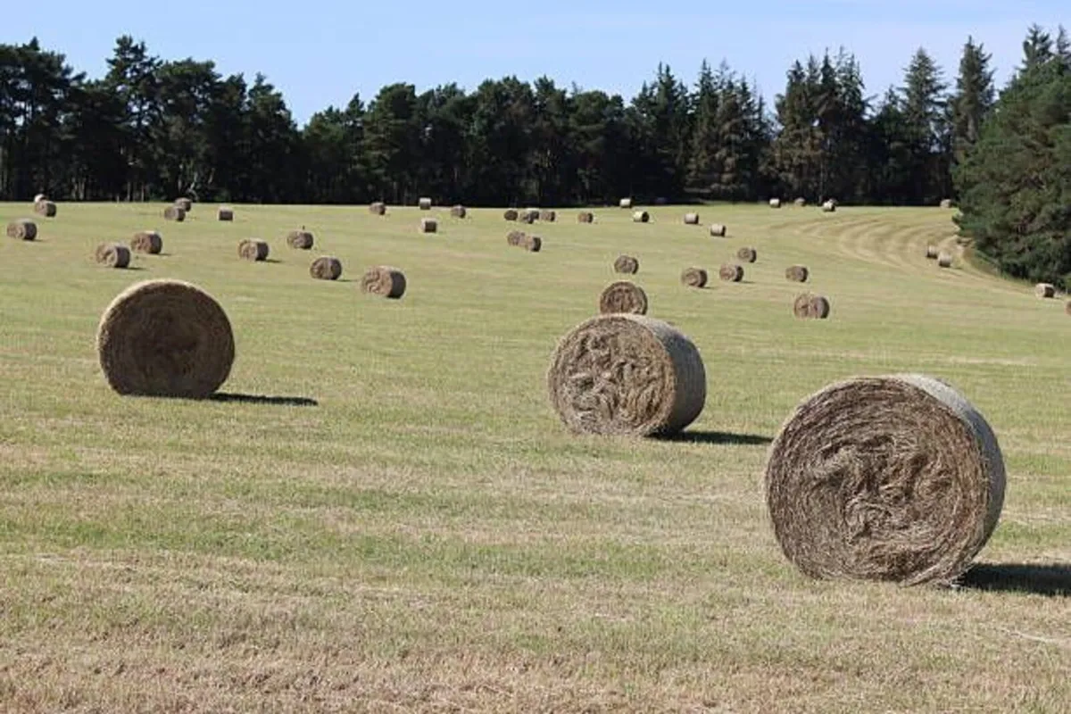 Round bales of top quality hay