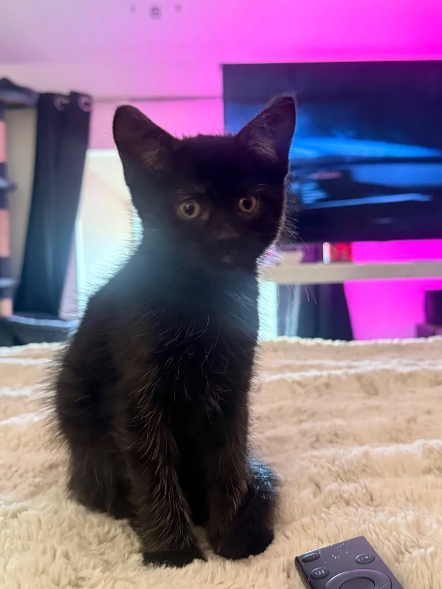 Kittens - Image 4