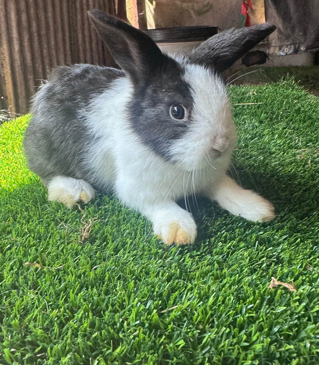 Dwarf rabbits - Image 1
