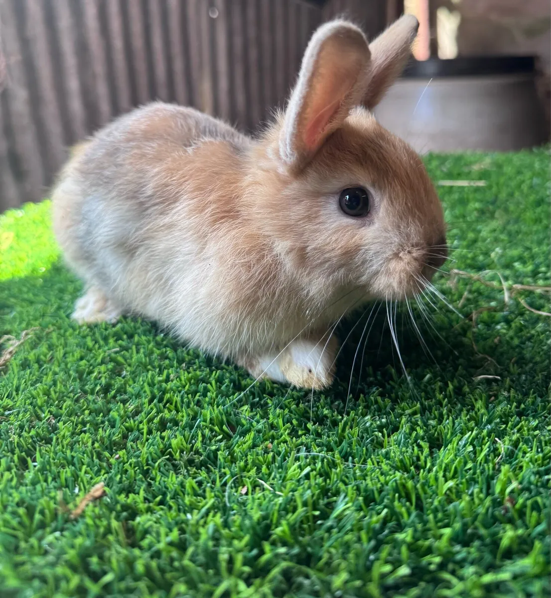 Dwarf rabbits - Image 2