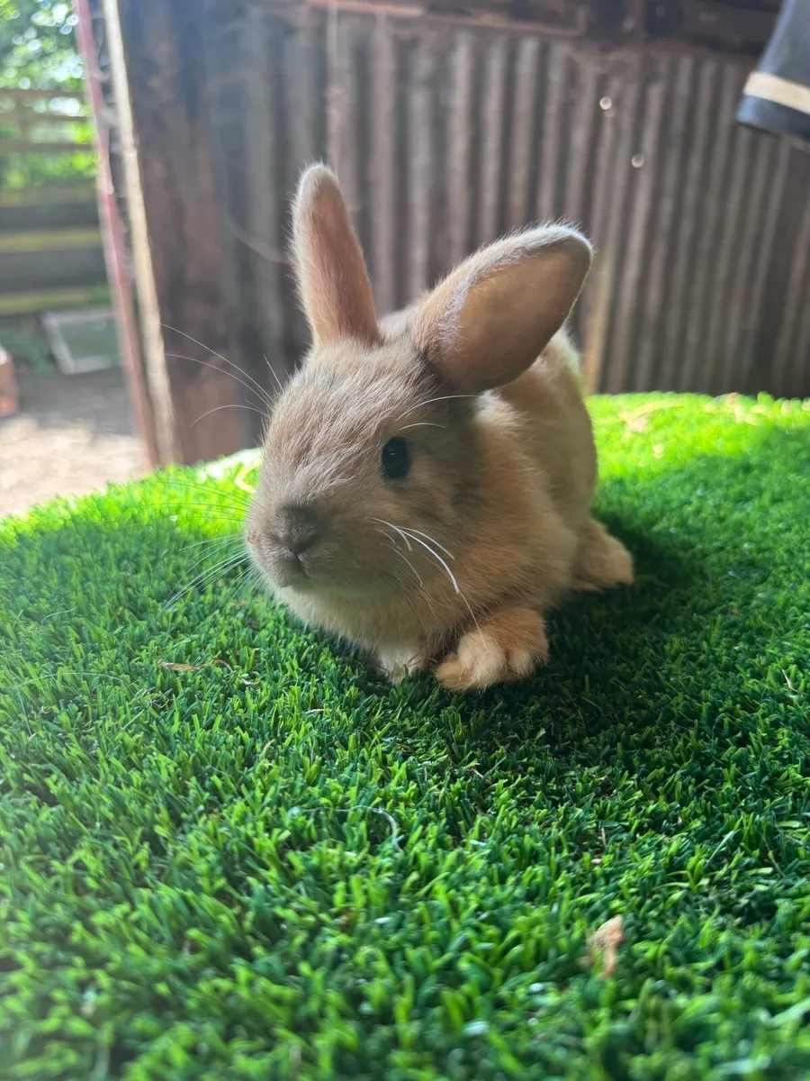 Dwarf rabbits - Image 3