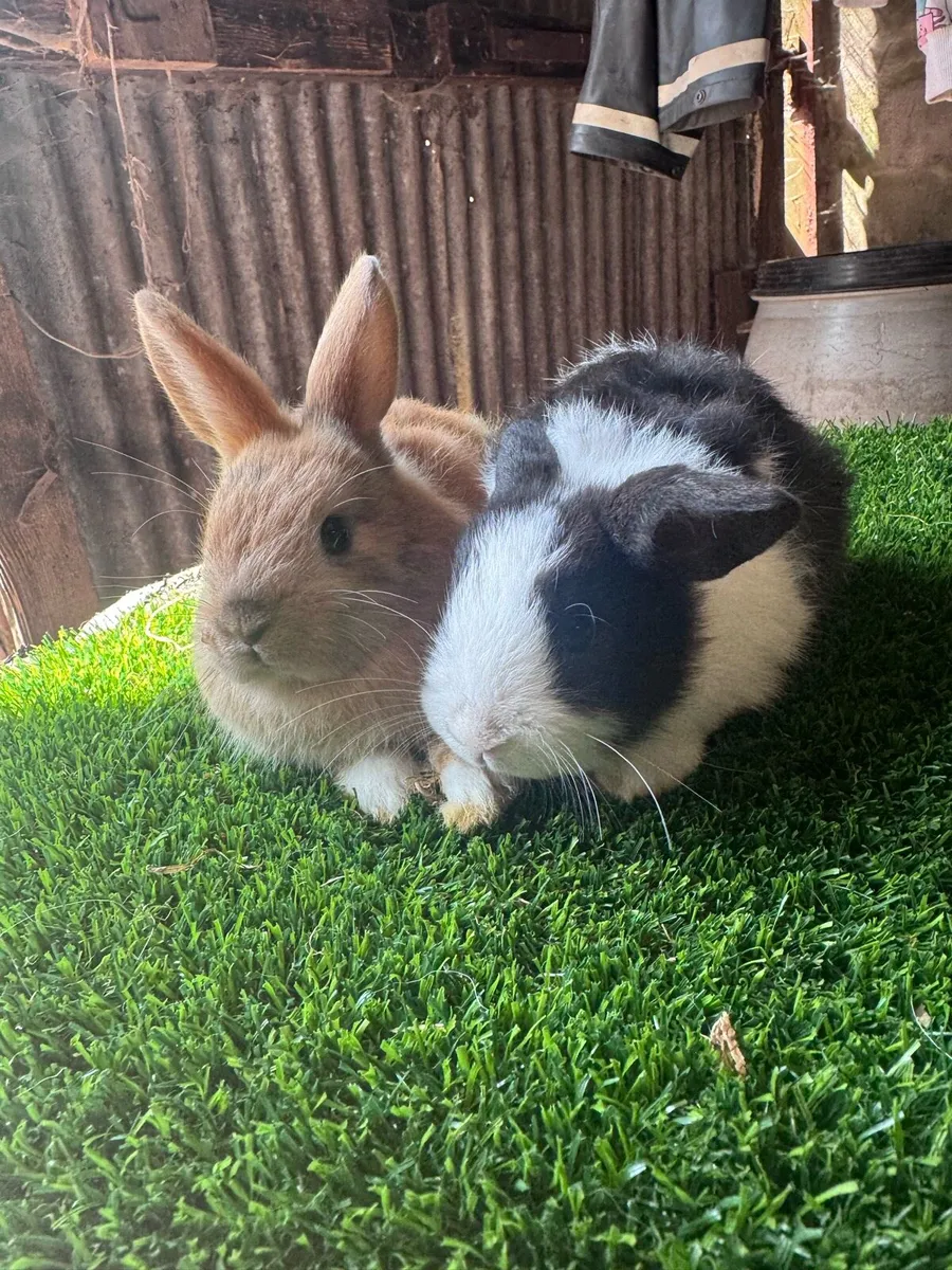 Dwarf rabbits - Image 4