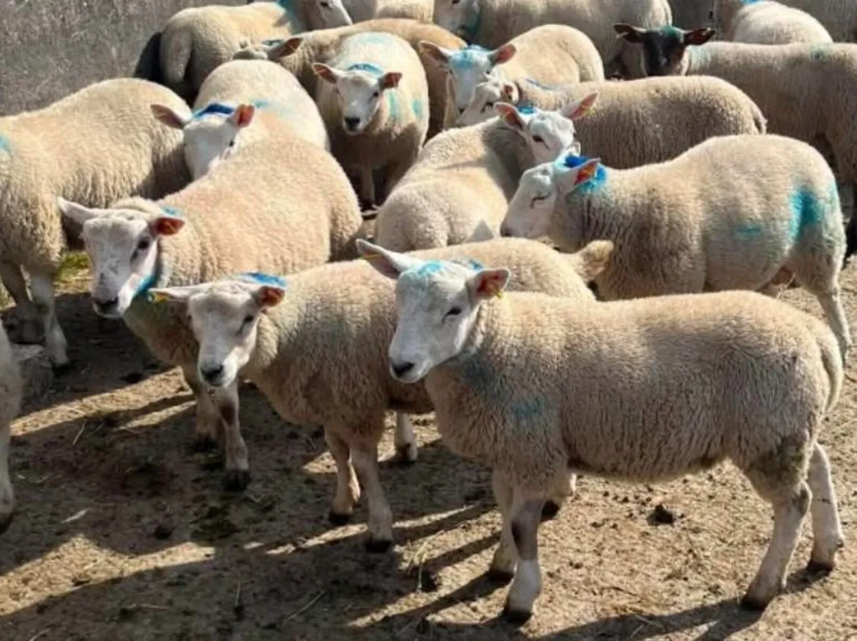 Thursday Sheep Sale - Image 2