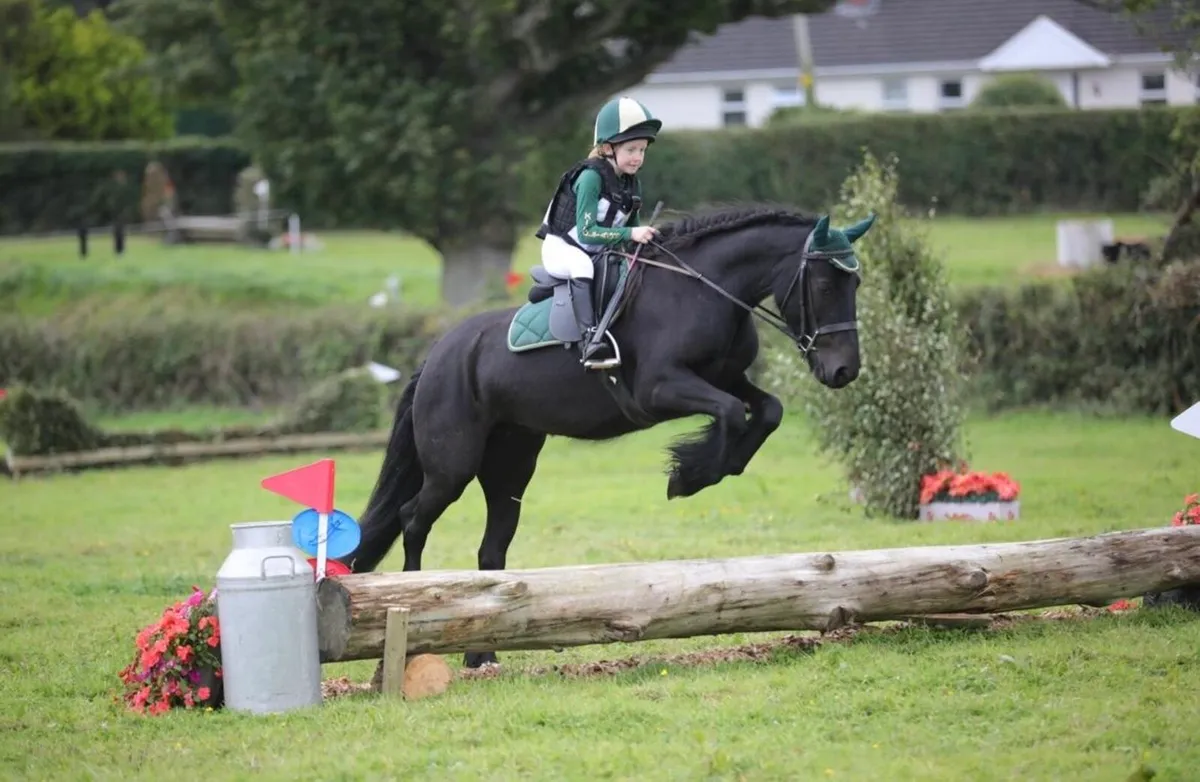 Registered Fell Pony - Image 1