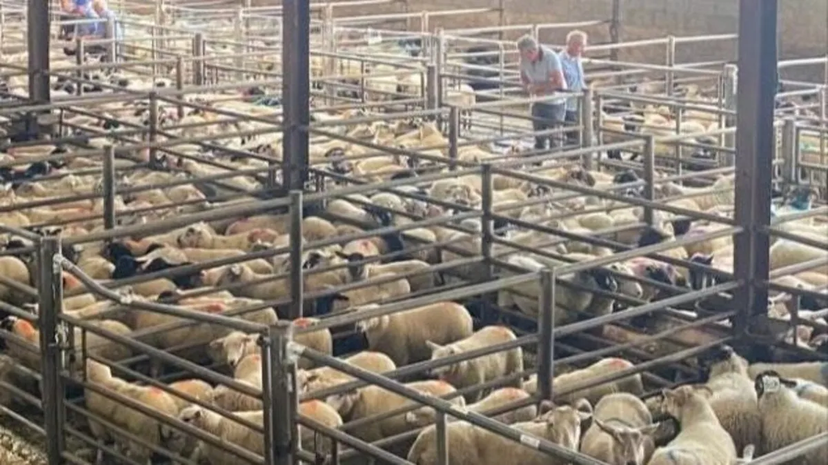 Thursday Sheep Sale - Image 3