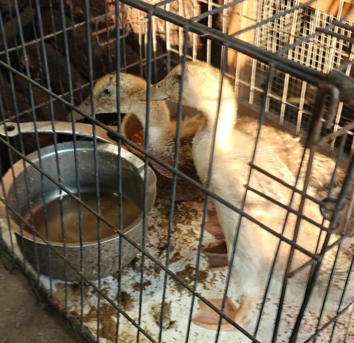 Day Old Chicks - Image 2