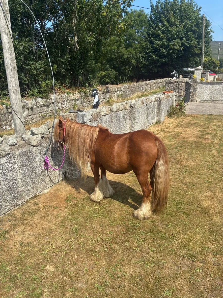 Horses - Image 1