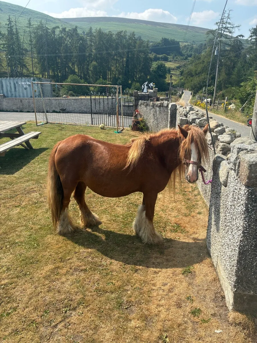 Horses - Image 2