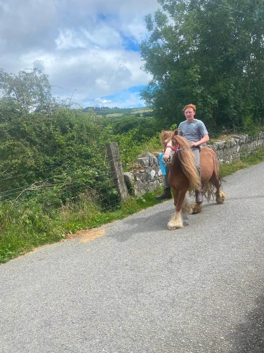 Horses - Image 3