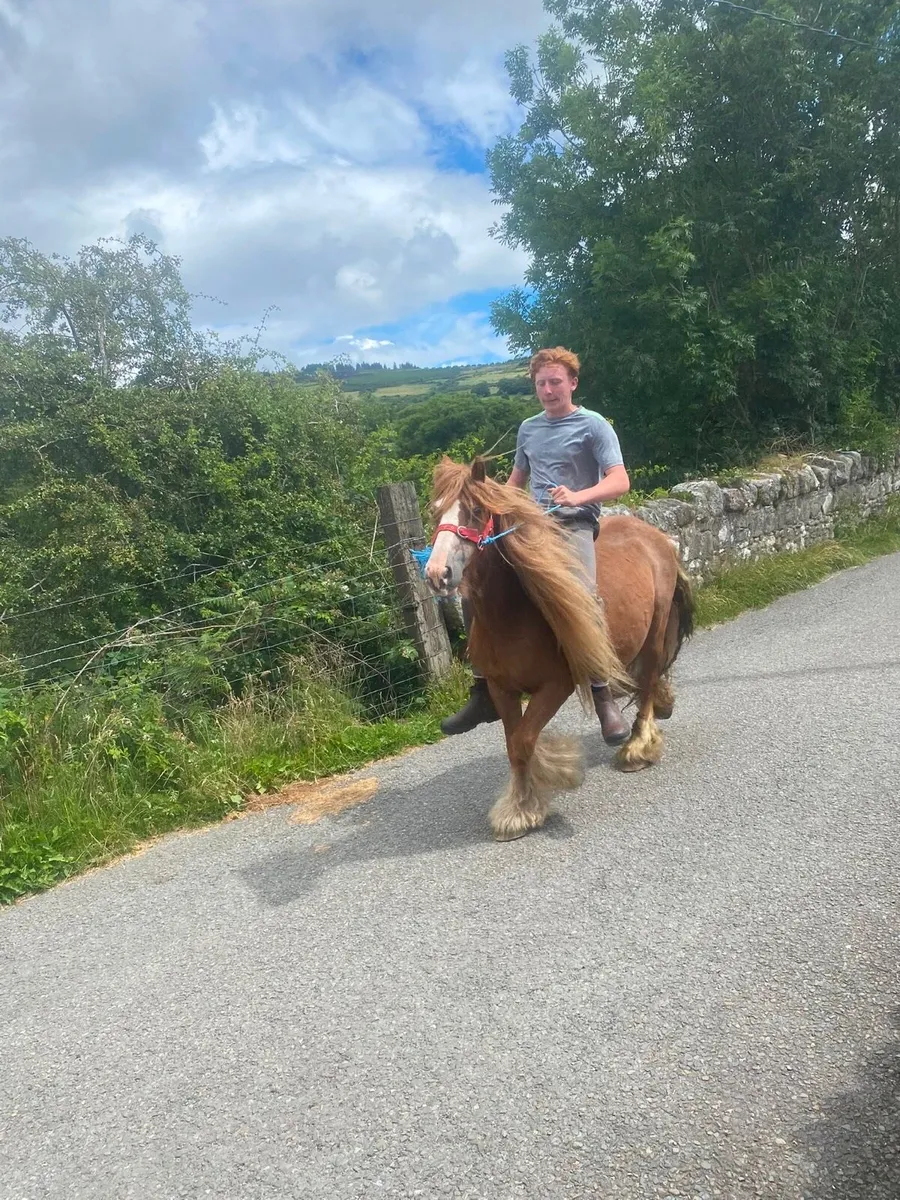 Horses - Image 4