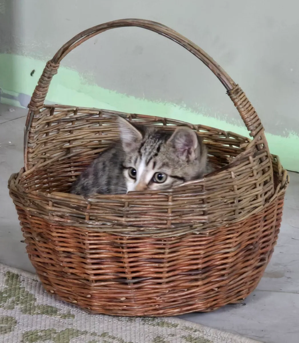 5 month old Kitten - Image 2