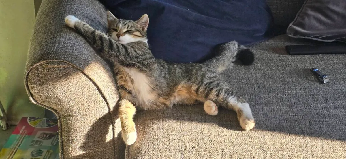 5 month old Kitten - Image 3