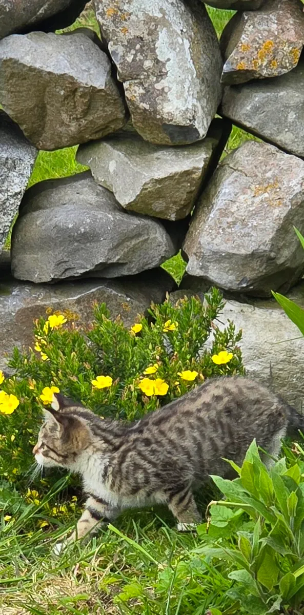 5 month old Kitten - Image 4