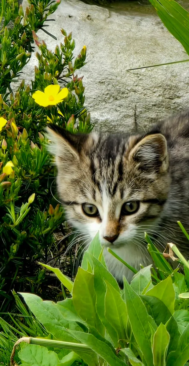5 month old Kitten - Image 1
