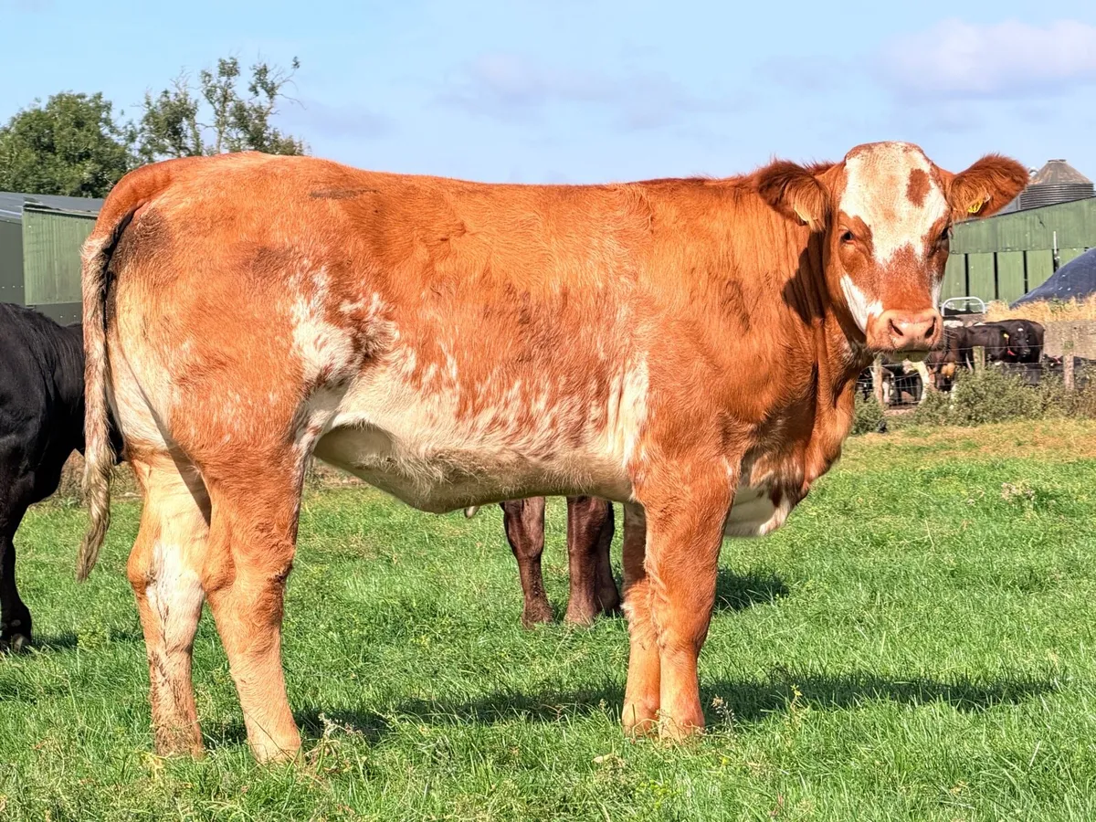 15 exceptional breeding heifers Tullamore mart 3rd - Image 1