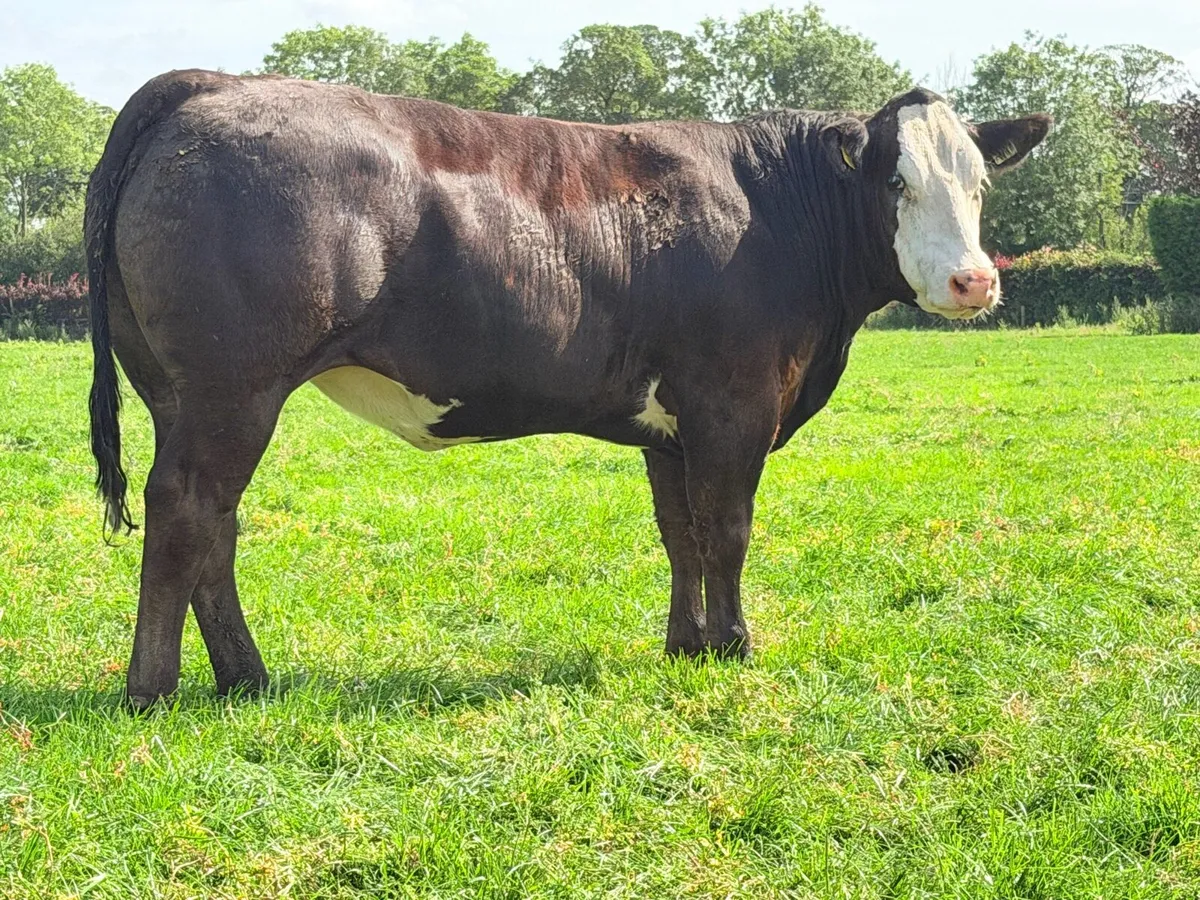 15 exceptional breeding heifers Tullamore mart 3rd - Image 2