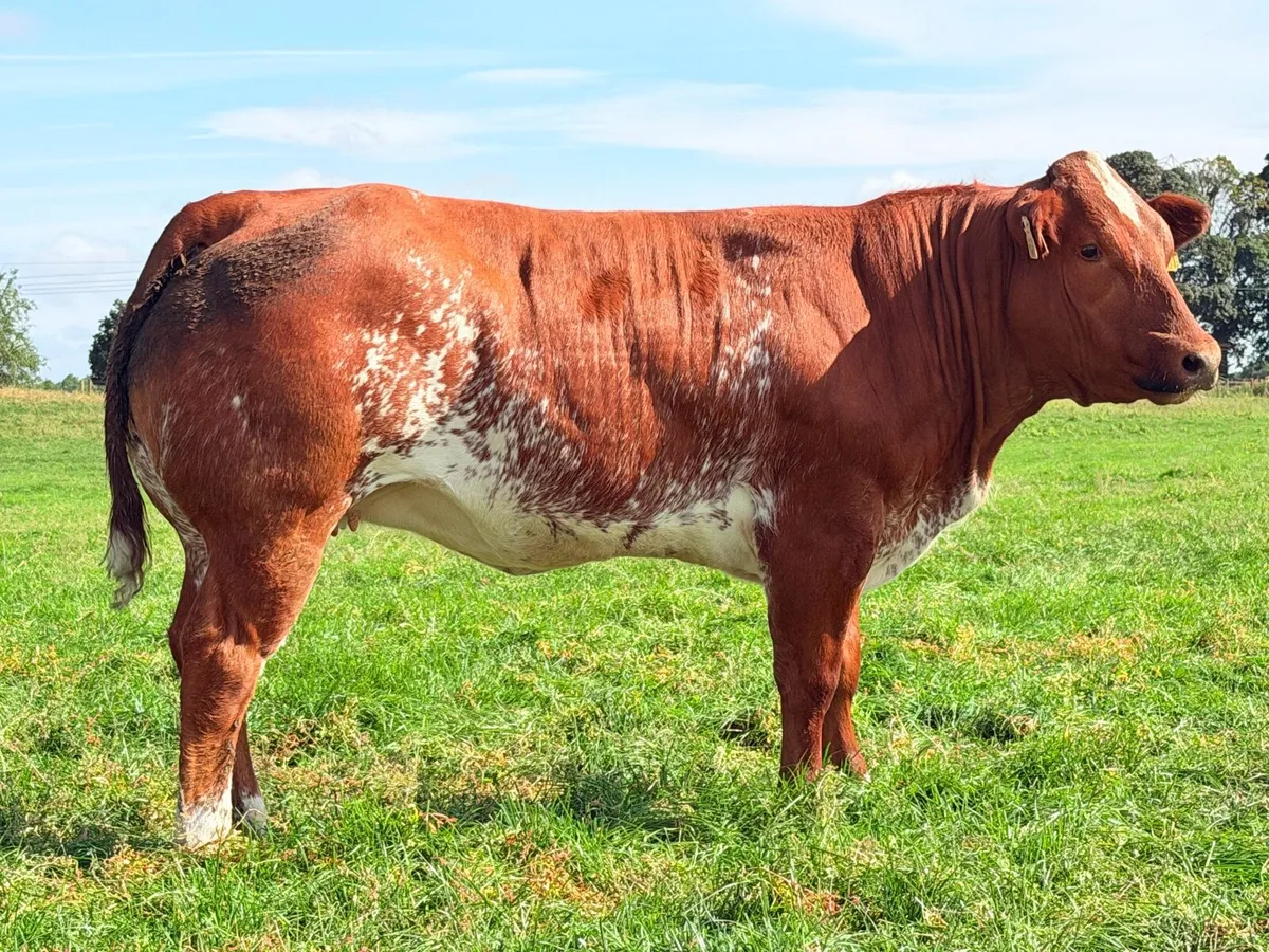 15 exceptional breeding heifers Tullamore mart 3rd - Image 3