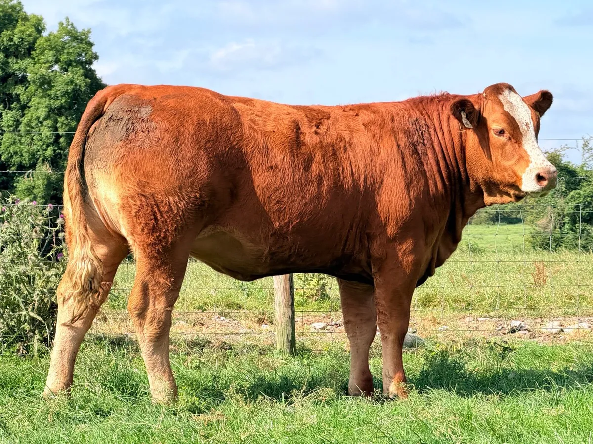 15 exceptional breeding heifers Tullamore mart 3rd - Image 4