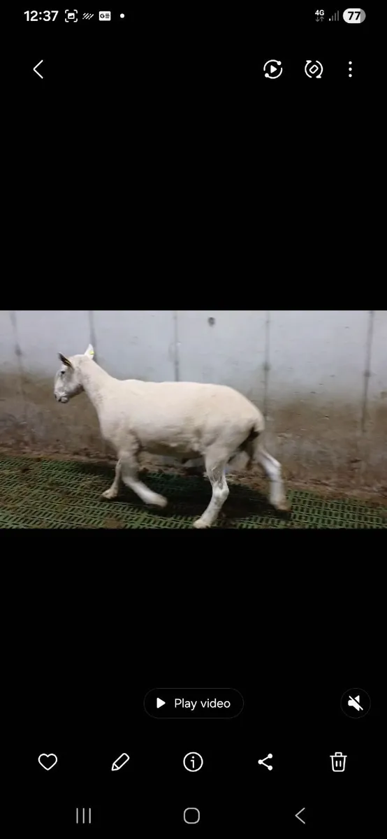 Charlaois ewe  and ramb lambs and breeding ram - Image 3