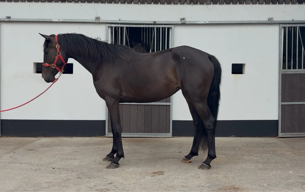 Bay Filly - Imperial Heights - Image 2