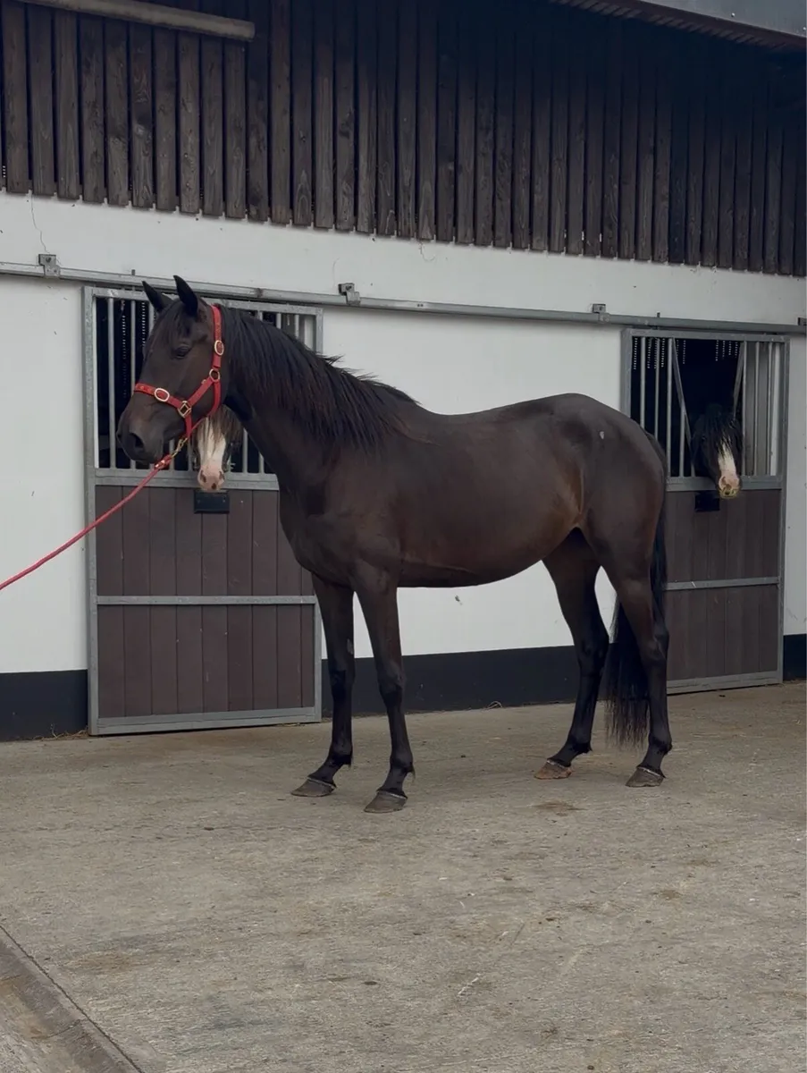 Bay Filly - Imperial Heights - Image 3