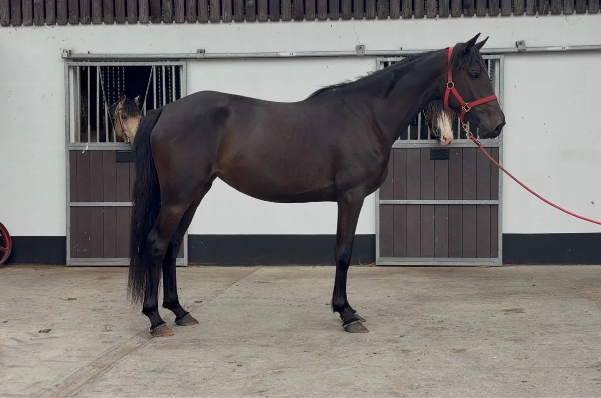 Bay Filly - Imperial Heights - Image 1