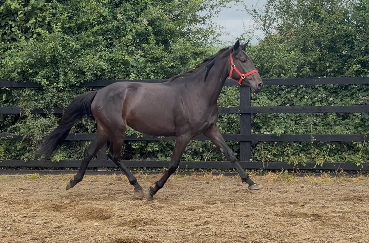 Bay Filly - Imperial Heights - Image 4