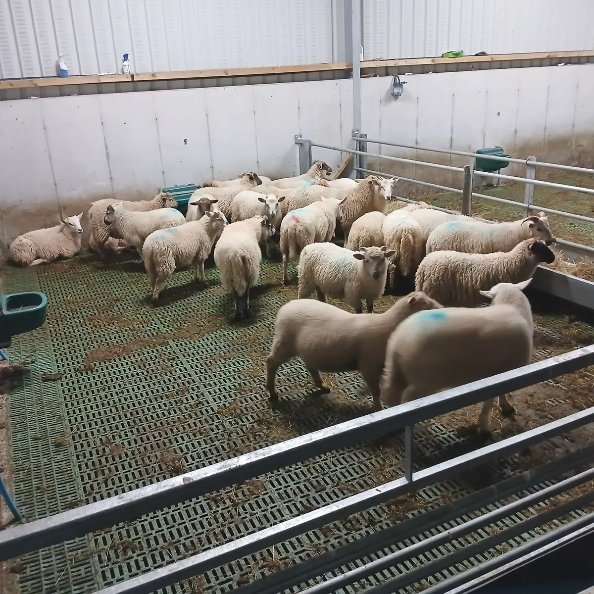 Charlaois ewe  and ramb lambs and breeding ram - Image 2