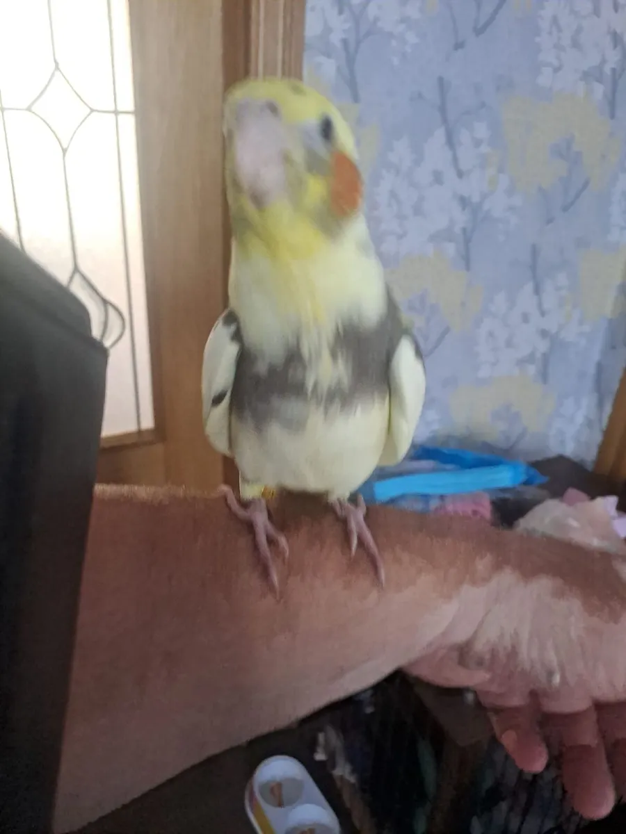 Handreared baby cockatiels - Image 1